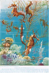 Australian Seahorses, illustrasjon fra 'The Science of Life'